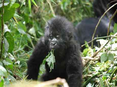 Amazing Apes Safari